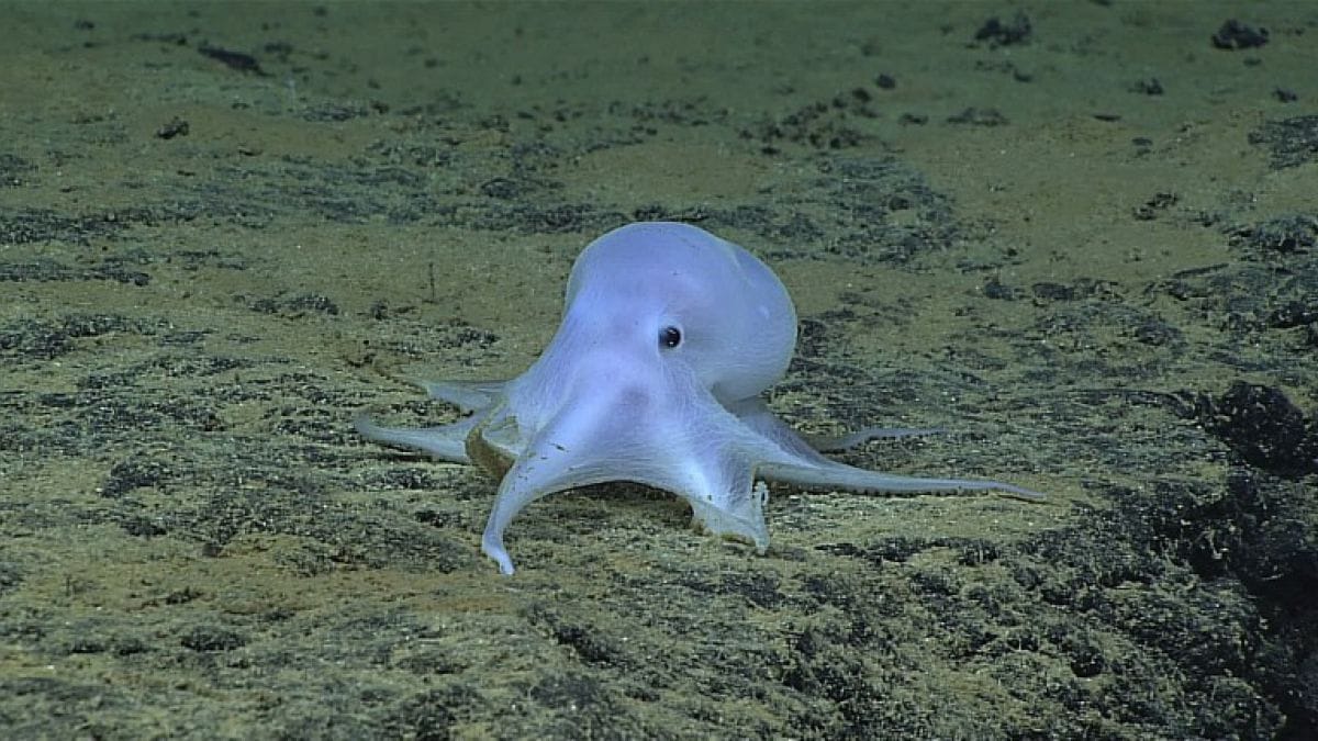 Descubren a un pequeño pulpo de aspecto fantasmal en las profundidades del océano