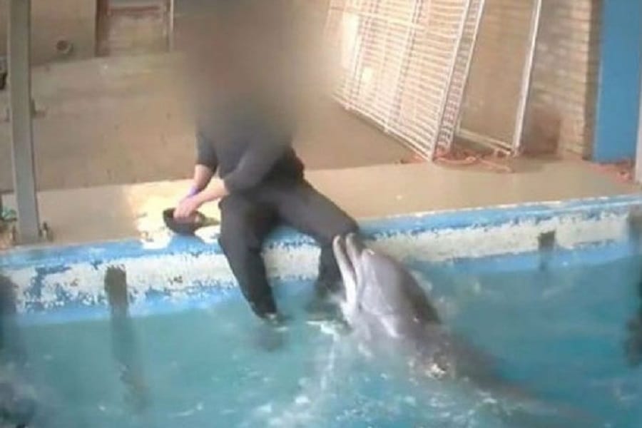 Video de cuidador teniendo relaciones íntimas con delfín causa enojo