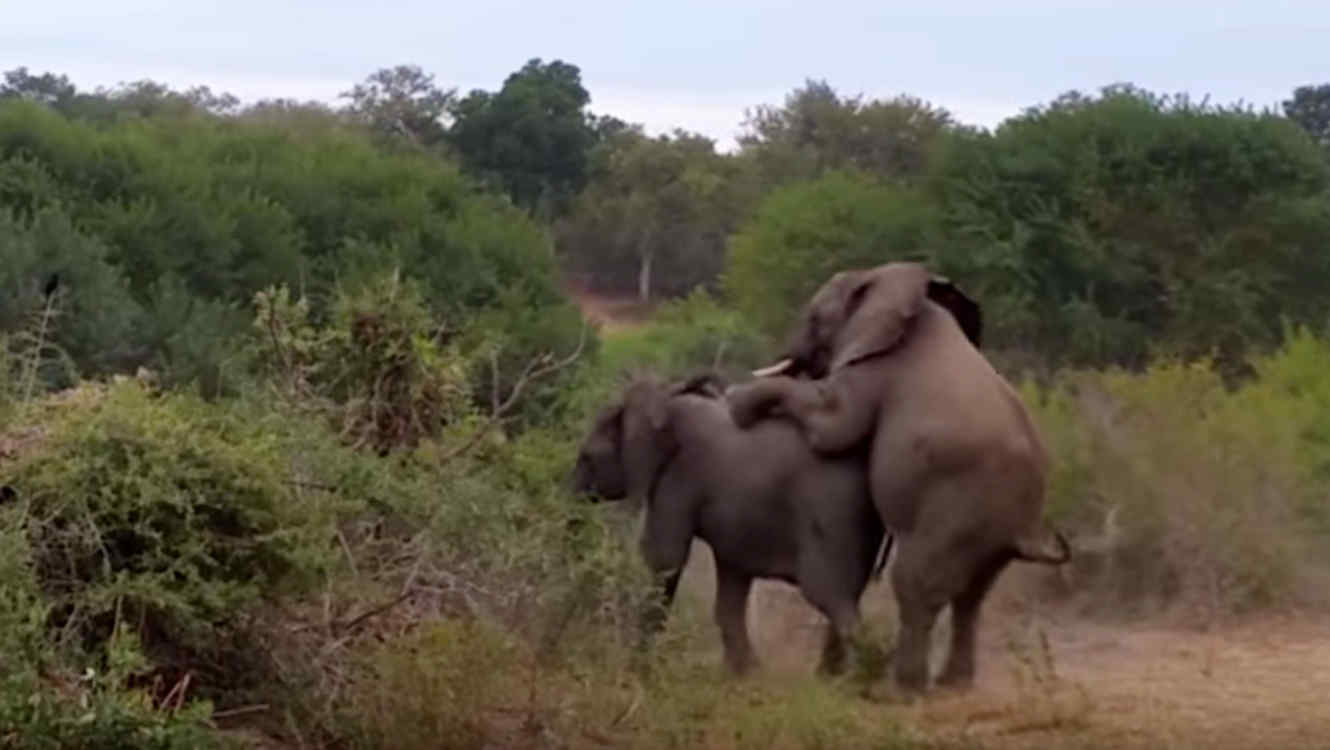 Elefante sufre ataque de diarrea antes de la penetracion y enloquece las redes